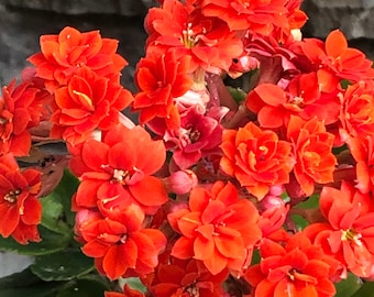 Pink/ Orange/ Yellow/ Purple Kalanchoe live plant Or Cutting
