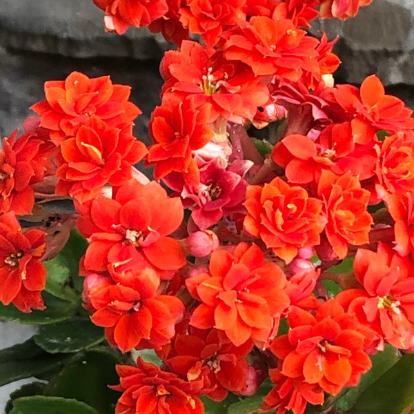 Pink/ Orange/ Yellow/ Purple Kalanchoe live plant Or Cutting