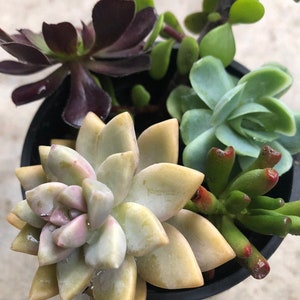 VARIETY Succulent Cuttings ( no root) 2”-4” long