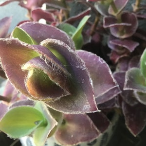 Tradescantia Pallida,Pale Puma, Inch Plant ,ROOTED Houseplant or Cuttings (NO ROOTS)