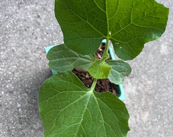 Bottle Gourd (Lauki / Opo Squash) Starter Plant – 3–4" Seedling, Live Indian Vegetable Plant