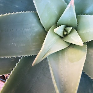 Ghost Aloe, Aloe Striata Hybrid