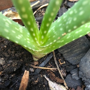 Aloe Vera plant Rooted LIVE STARTER PLANT 6&quot; Long