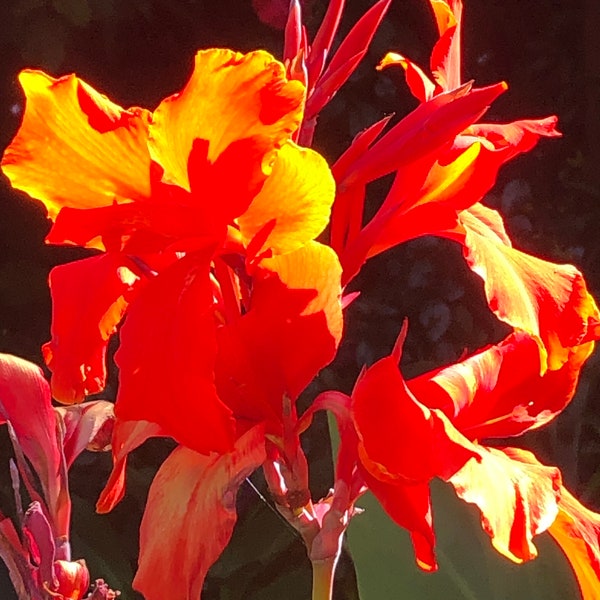 Red Canna Lily Rhizome