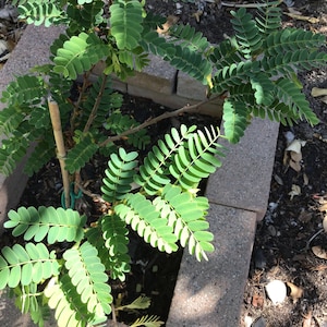 Tamarind Seedling 8” Rooted Live Starter plant