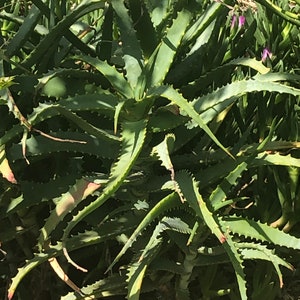 May include: A close-up of a green aloe vera plant with long, spiky leaves. The plant is surrounded by other green plants and grass. The leaves have sharp, serrated edges and a slightly curved shape. The plant is in direct sunlight.