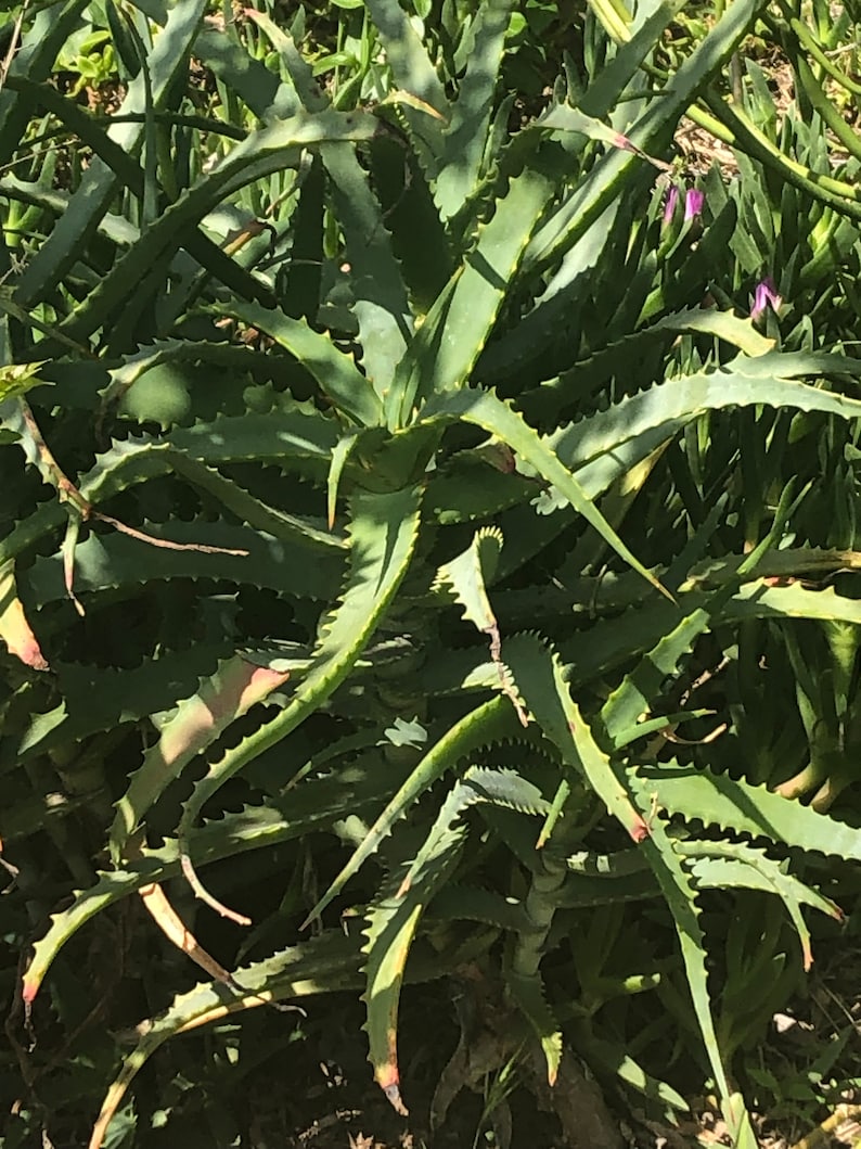 May include: A close-up of a green aloe vera plant with long, spiky leaves. The plant is surrounded by other green plants and grass. The leaves have sharp, serrated edges and a slightly curved shape. The plant is in direct sunlight.