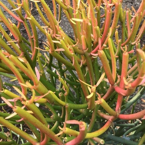 Euphorbia Tirucalli ,Fire Stick, Pencil Cactus, Aveloz, Indian tree spurge,Rooted Plant OR Cutting ( NO ROOTS)