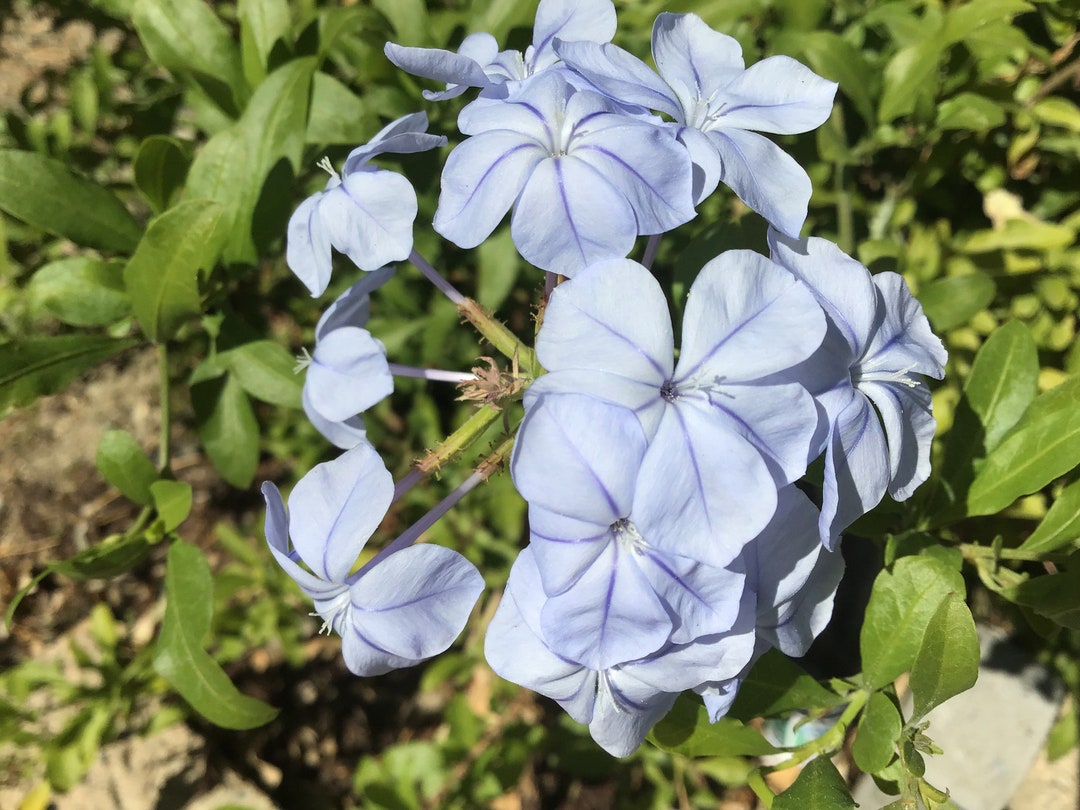 Cape Plumbago / Leadwort / Blue Plumbago Plant Etsy