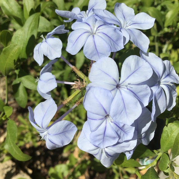 Cape Plumbago / Leadwort / Blue Plumbago Plant