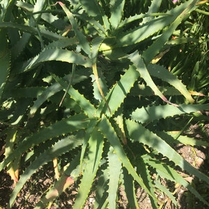 May include: A close-up view of a green aloe vera plant with long, pointed leaves. The leaves have serrated edges and are arranged in a rosette pattern. The plant is in a garden setting, with other plants visible in the background.