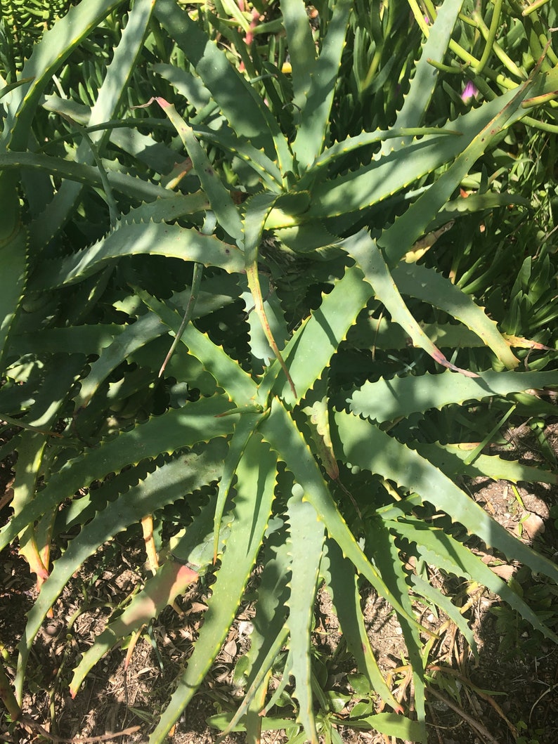 May include: A close-up view of a green aloe vera plant with long, pointed leaves. The leaves have serrated edges and are arranged in a rosette pattern. The plant is in a garden setting, with other plants visible in the background.