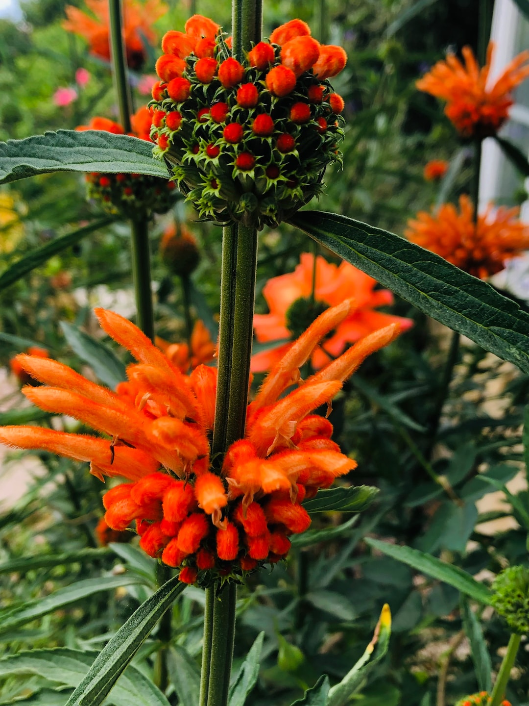 Lion's Tail Plant/leonotis Leonurus 5” Rooted Plant - Etsy