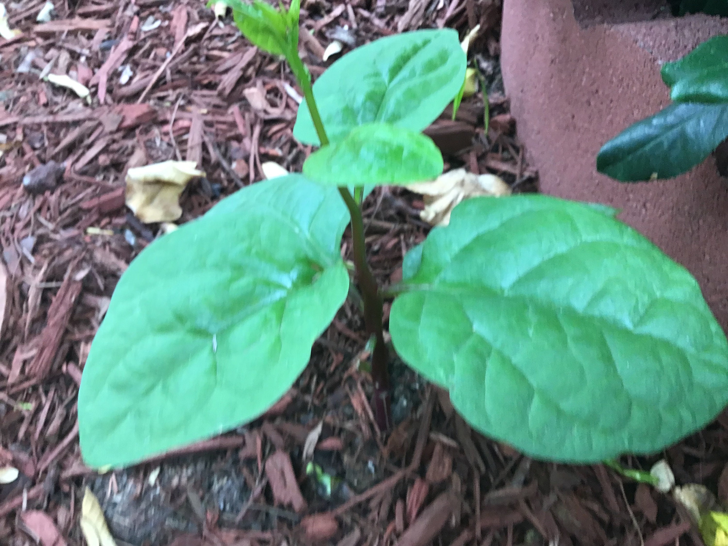 Red Malabar Spinach Seeds/seedlings Etsy
