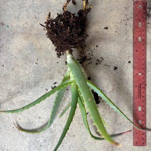 May include: An aloe vera plant with exposed roots and soil, laid on a concrete surface. The plant has long, green, spiky leaves. A red ruler is positioned next to the plant, providing a size reference.