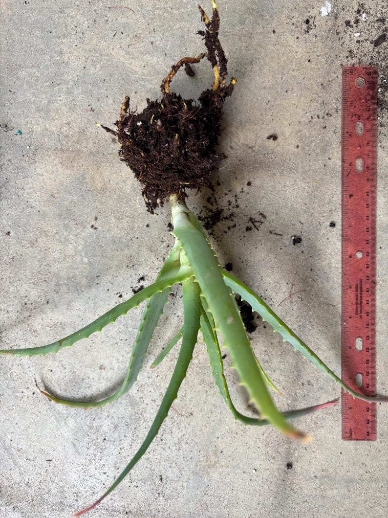 May include: An aloe vera plant with exposed roots and soil, laid on a concrete surface. The plant has long, green, spiky leaves. A red ruler is positioned next to the plant, providing a size reference.