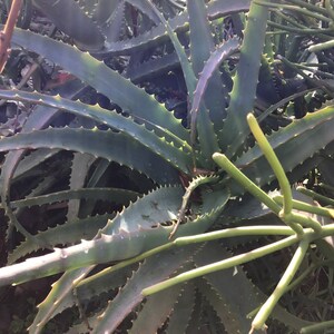 May include: Close-up of aloe vera plants with thick, spiky leaves. The leaves are a muted green with serrated edges and a slightly waxy appearance. The image captures the natural texture and detail of the succulent plants.