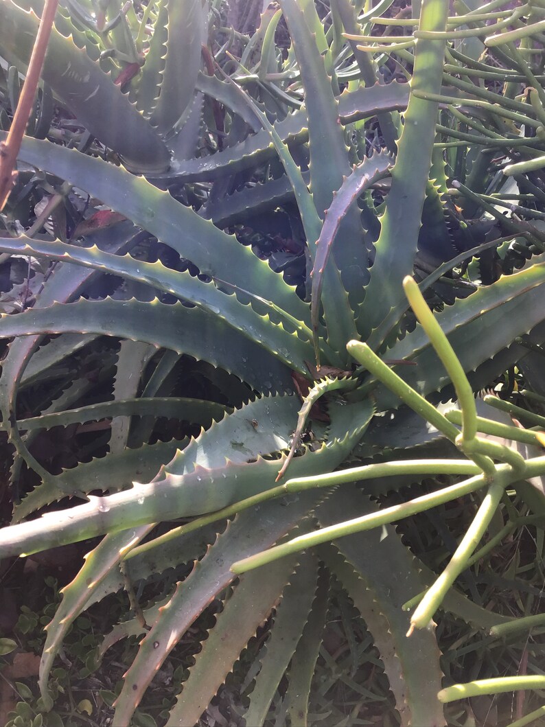 May include: Close-up of aloe vera plants with thick, spiky leaves. The leaves are a muted green with serrated edges and a slightly waxy appearance. The image captures the natural texture and detail of the succulent plants.