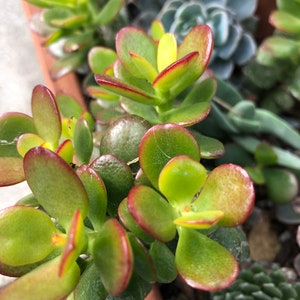 Dwarf Mini Jade Crosby&#39;s Compact Rooted OR Cutting (No Roots)