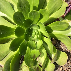 Rose Cabbage Succulent - Etsy