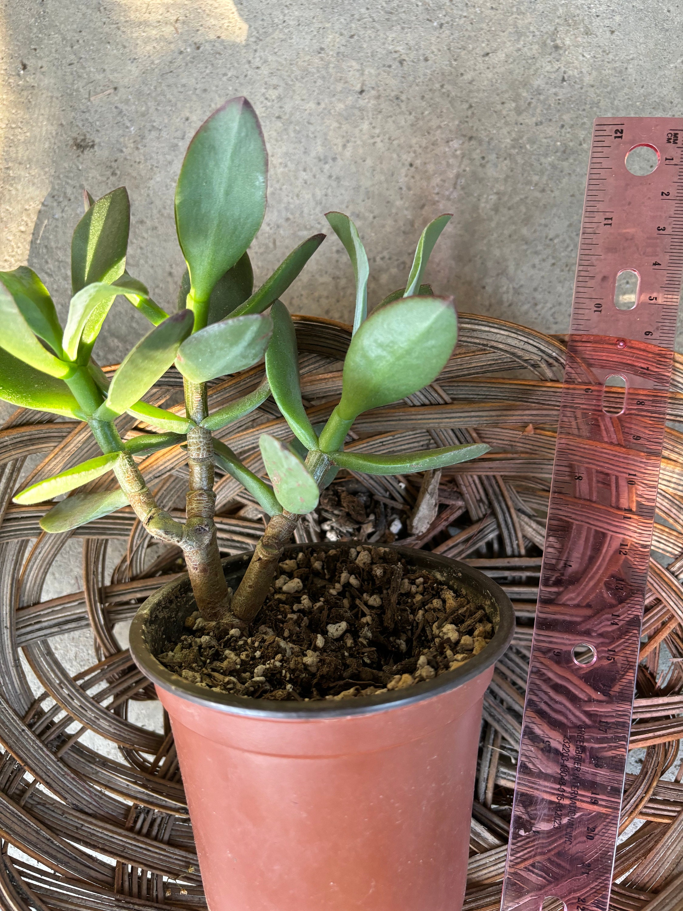 Crassula Arborescens 'blue Bird' Cutting(no Roots) or Rooted Live Plant -  Etsy