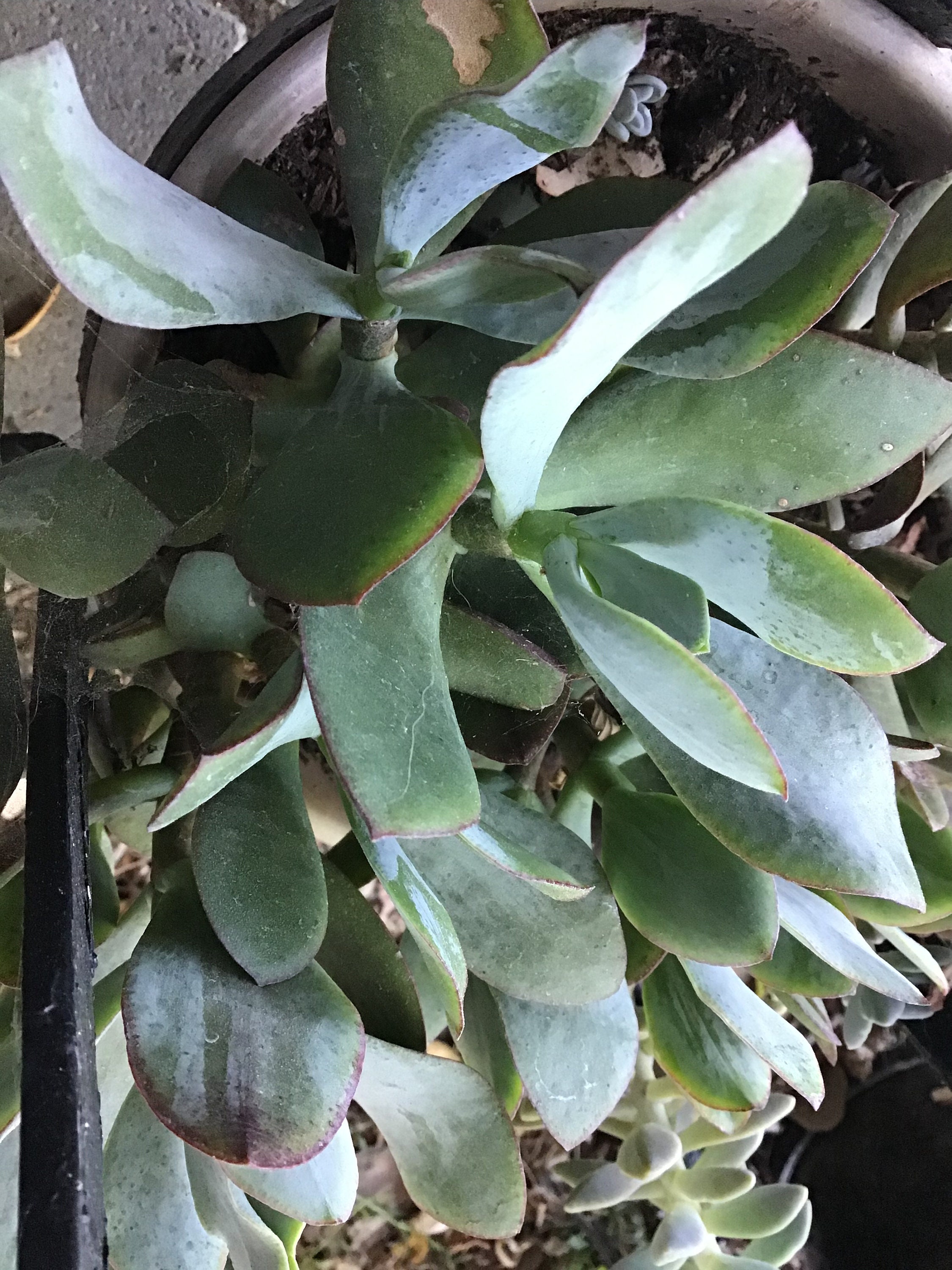 Crassula Arborescens 'blue Bird' Cutting(no Roots) or Rooted Live Plant -  Etsy