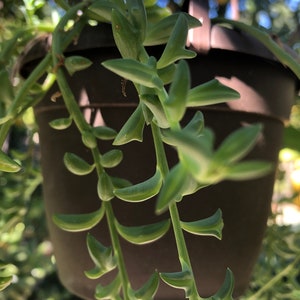 String of Dolphins /Senecio Peregrinus Rooted Live plant OR CUTTINGS