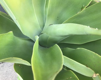 Foxtail Agave (Agave attenuata) - Rooted Swan's Neck Succulent