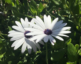 African Daisy Cape Daisy Osteospermum Rooted Live STARTER plant