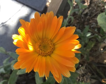 Calendula Officinalis, Pot Marigold, Common Marigold Rooted 3" live plant