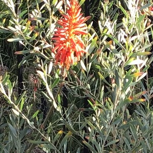 May include: A vibrant orange flower spike rises from a cluster of green and gray-green leaves. The plant has long, slender leaves and is set against a backdrop of other plants and a fence.