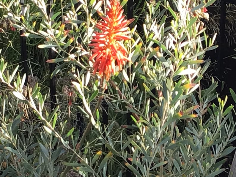 May include: A vibrant orange flower spike rises from a cluster of green and gray-green leaves. The plant has long, slender leaves and is set against a backdrop of other plants and a fence.