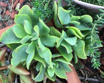 Ripple Jade, Curly Jade Rooted Plant, Crassula Arborescens, 3”-4” Rooted succulent