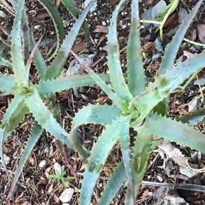 May include: Close-up of two aloe vera plants with long, pointed, light green leaves. The leaves have serrated edges and some brown spots. The plants are surrounded by dry leaves and small twigs, suggesting an outdoor setting.
