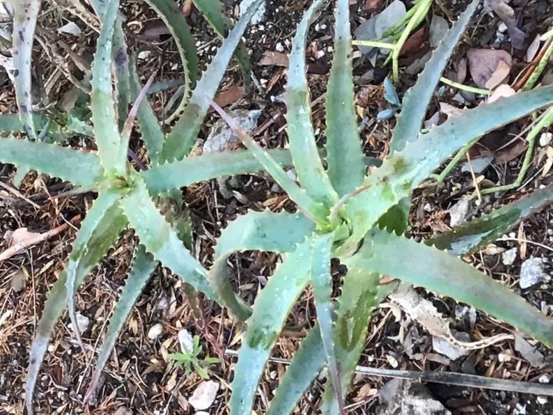 May include: Close-up of two aloe vera plants with long, pointed, light green leaves. The leaves have serrated edges and some brown spots. The plants are surrounded by dry leaves and small twigs, suggesting an outdoor setting.