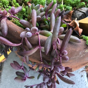 String of Ruby Succulent - &#39;Othonna Capensis&#39; &#39;Ruby Necklace&#39; Rooted plant or Cutting ( NO ROOTS)
