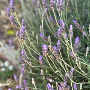 French Lavender Starter Plants - 3 Pack - Live Rooted