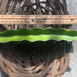 Dragon Fruit Cutting or Rooted Plant