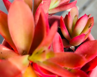 Crassula Campfire / Crassula Capitella CUTTINGS(No Roots)