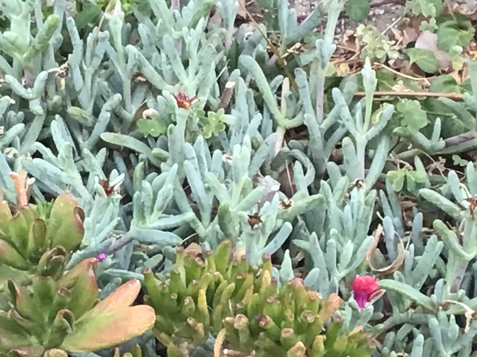 Malephora Crocea Coppery Mesemb Red/yellow Ice Plant - Etsy