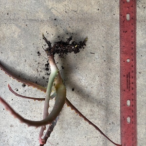 May include: An aloe vera plant with exposed roots and a few leaves, next to a red ruler. The plant's leaves are a mix of green and reddish-brown, with small spikes along the edges. The ruler shows measurements in inches.