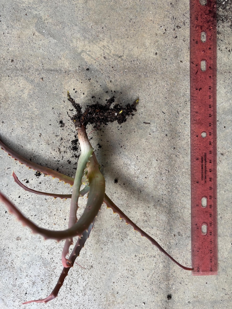May include: An aloe vera plant with exposed roots and a few leaves, next to a red ruler. The plant's leaves are a mix of green and reddish-brown, with small spikes along the edges. The ruler shows measurements in inches.