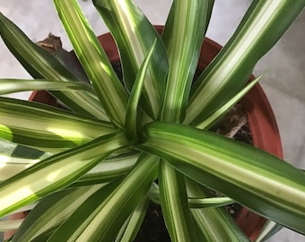 Spider Plant With/Without Variegation