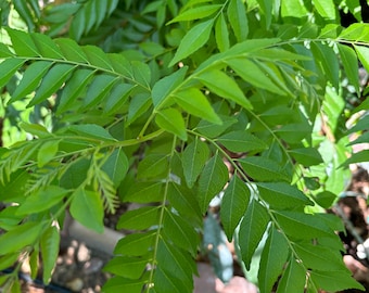 Curry Leaves - Murraya Koenigii leaves ( not plant) 2 oz/ 10 stems