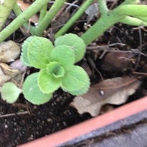 Scaredy Cat Plant, Coleus Caninus, Plectranthus Caninus image 5