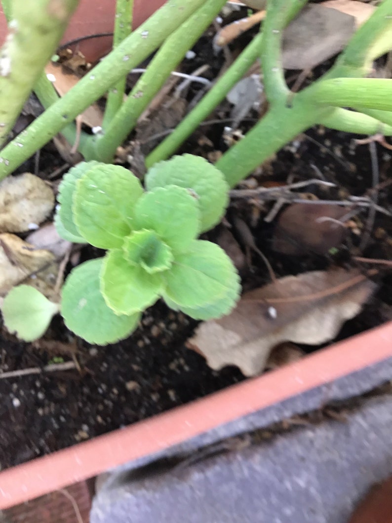 Scaredy Cat Plant, Coleus Caninus, Plectranthus Caninus image 5