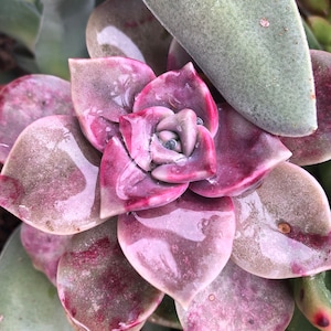 Graptopetalum &#39;Purple Delight&#39;, &#39;Snow White&#39;