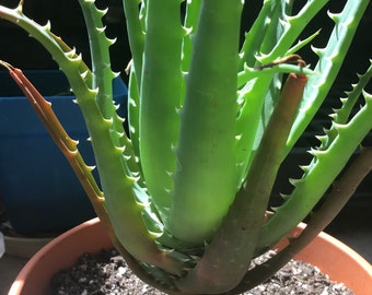 Hedgehog Aloe LIVE plant