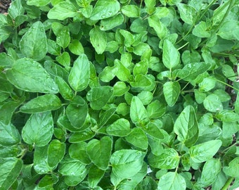 Rooted Italian Oregano Plant - 1 gallon size