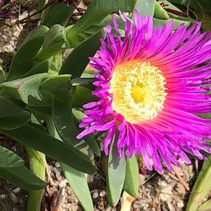 Hottentot Fig, Ice plant, Rooted plant OR cutting